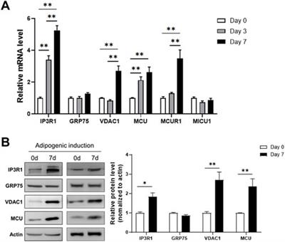 Disruption of mitochondria-associated ER membranes impairs insulin sensitivity and thermogenic function of adipocytes